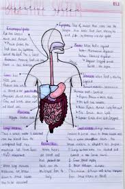 Gcse Biology Digestive System Musculos Del Cuerpo Humano Musculos Del Cuerpo Cuerpo Humano