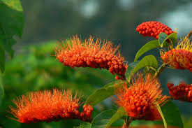 Check spelling or type a new query. Amazon Rainforest Flowers Photos Info Thinkjungle Com