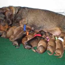 Why buy a dachshund puppy for sale if you can adopt and save a life? Petsidi Part 1052