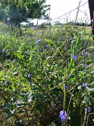 Image result for Stachytarpheta cayennensis