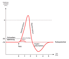 Action Potentials – Foundations Of Neuroscience