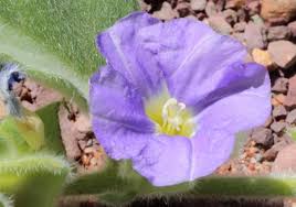 Image result for Bonamia