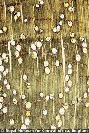 Super angebote für calophyllum inophyllum preis hier im preisvergleich. Calophyllum Brasiliense Cambess Europeana