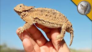 Arizona Lizard Black And White Tail Lizard Covered In Spikes Lizard Desert Lizards Horned Lizard