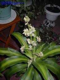 Corn plant — the easiest plant to grow. Plantfiles Pictures Dragon Tree Dracaena Cornplant Chinese Moneytree Massangeana Dracaena Fragrans By Giancarlo Plants Corn Plant Dracaena