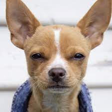 Tu Me Reconnais Chihuahua Scary Dogs Chihuahua Dogs Chihuahua