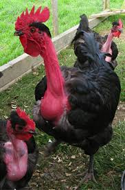 Black And White Spotted Bird With Red Neck Pin On My Chicken Children Ducks And Turkeys Too