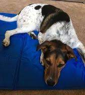 unser lino wird im sommer ziemlich schnell warm und dann zieht er sich zuruck in die kalteste ecke im haus mit der kuhlmatte ist i susse hunde hunde dackel