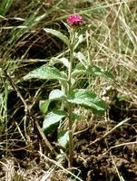 Image result for Vernonia hirsuta