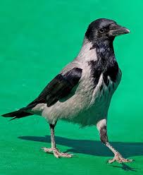 Black And White Raven Images Hooded Crow Camp Slayer Baghdad Iraq 2006 Pet Birds Beautiful Birds Black And White Birds
