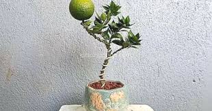 Cara Menanam Bonsai Jeruk Purut Agar Bisa Tumbuh Dan Berbuah Ciriciripohon Com