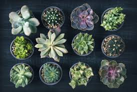 N'arrosez jamais une rocaille de cactus et plante grasse de septembre à avril, un excès d'eau est toujours fatal. Plantes Grasses Et Succulentes Guide Pour Les Entretenir
