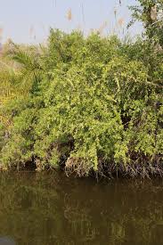 Image result for Gymnosporia senegalensis