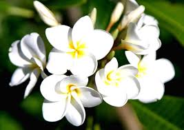 Gambar bunga melati yang cantik, terlihat jelas pada gambar berikut. Gambar Bunga Cantik Dan Indah Harian Nusantara