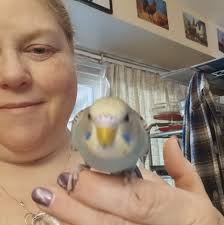 Injured pigeon in Portland Oregon needs foster care