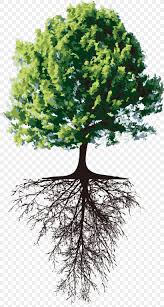 Growing a tree from a branch Tree Root Separative Sewer Trunk Png 1008x1881px Tree Branch Crown Evergreen Flowerpot Download Free