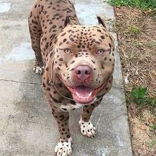 4 081 Me Gusta 29 Comentarios Guard Dogs Nation Guard Dogs Nation En Instagram Makeup On Point Ca Dog Allergies Bully Breeds Dogs Pitbull Dog