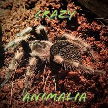 Nelson acosta is believed to have a career associated with the following field/employment: Nelson Acosta Crazyanimalia Profile Pinterest
