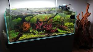 Where To Buy Large Square Rimless Aquariums Acuario Aquascaping Terrarios