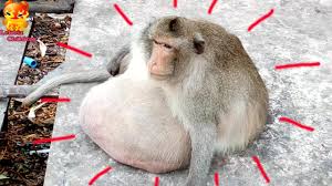 It is commonly seen on smartphones and other electronic devices. Fat Monkey Sit Sitting Passively To Any Harder Youtube