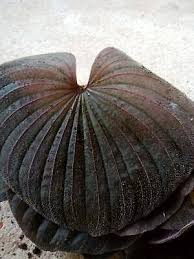 Image result for Nervilia petraea