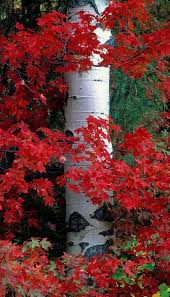Aspen And Mountain Maple Photograph By Leland Howard Aspen And Mountain Maple Fine Art Prints And Posters For Sal Nature Photography Beautiful Nature Scenery