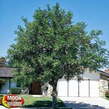 Carrotwood Growing Tree Fast Growing Trees House Landscape