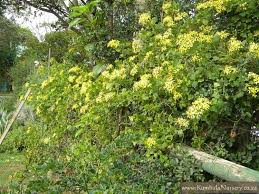 Image result for Senecio deltoideus