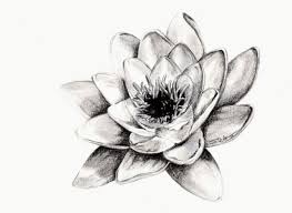In Buddhism The Lotus Is Known To Be Associated With Purity Spiritual Awakening And Faithfulness The Flower Is Fiori Disegnati A Matita Disegno Fiori Disegni
