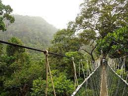 Kuala tahan is a sleepy village on the opposite river bank to the national park entrance. 3d2n Taman Negara Full Board Package Ex Jerantut Taman Negara