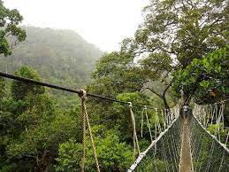 Taman negara national park is the main national park in malaysia and sits across the states of pahang, kelantan and terengganu. Taman Negara Explore The Truly Tropical Life