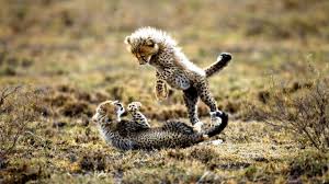 Feel free to send us your own wallpaper and we will consider adding it to appropriate category. Cute Baby Cheetah Wallpaper Hd Wallpapers Plus