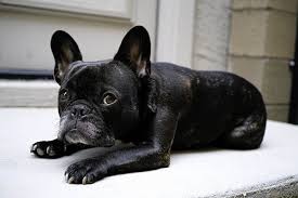 Your french bulldog will get personal time with other humans and dogs while getting important training. 10 Things Only French Bulldog Parents Understand Frenchie Facts