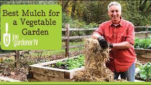 Mulching a vegetable garden has many benefits, and using it to control weeds is a major one. Best Mulch For A Vegetable Garden Youtube