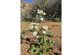 Image result for Diclis ovata
