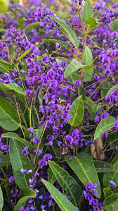 Image result for Hardenbergia