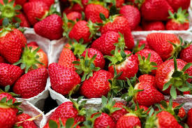 On fruit, superficial black spots may form under moist weather conditions. Strawberries Planting Growing And Harvesting Strawberries At Home The Old Farmer S Almanac