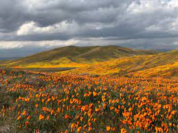 Maybe you would like to learn more about one of these? Antelope Valley California Poppy Reserve Lancaster 2021 All You Need To Know Before You Go With Photos Tripadvisor