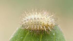 Image result for Digitaria gymnostachys