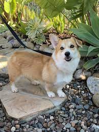 According to to their website, this is an organization dedicated to helping corgis who find themselves in need of a new home, with the prevention of animal cruelty being the main goal.they accept corgis who are given up by owners, end up in shelters, or are found in the streets. Find A Corgi To Adopt Corgi Puppies For Sale Corgi Rescue Corgi