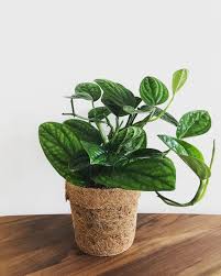 Monstera Karstenianum Sp Peru Plant Height 25 Cm Hanging Trailing Hanging Plants Hanging Plants Diy Hanging Plants Indoor