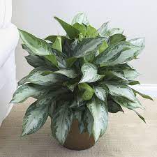 Maybe you would like to learn more about one of these? Plants Of Steel 1 9 Quart Aglaonema In Plastic L20910hp Lowes Com Silver Bay Plant Plants Chinese Evergreen