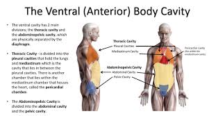 Depending on the position of the body and the amount. Body Cavities And Membranes Scientist Cindy