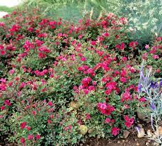 Faites plutôt un tour en jardinerie et demandez conseil. Mini Rosier Planter Et Cultiver Ooreka
