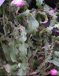Orchid cacti have natural growth cycles during spring and fall. Epiphyllum Curly Locks Rare Cacti Cactus Seed 20 Seeds Cactus Seeds Pollen Flowers Cacti And Succulents