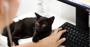 Siberian forest cat playing midi controller keyboard synthesizer. The Whisker Times 2020