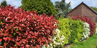 Maybe you would like to learn more about one of these? Planter Une Haie D Arbustes Choisir Des Arbustes Persistants Fleuris Ou Panaches