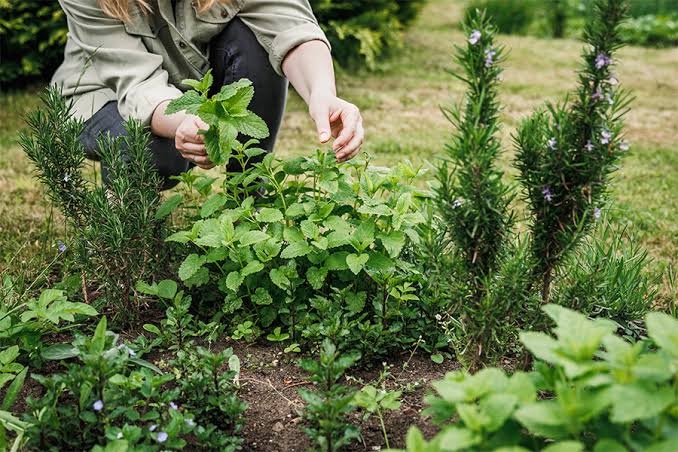 12 Medicinal Herbs That Grow Well in Partial Shade