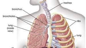 Man head and chest anatomy diagram with ghost effect. Thoracic Cavity Description Anatomy Physiology Britannica