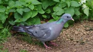 How to deter wood pigeons from garden. Stock Dove The Wildlife Trust For Birmingham And The Black Country